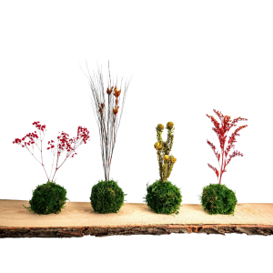 Kokedama met gepreserveerde bloemen | met gratis wenskaart