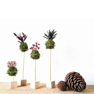 onderhoudsvrije kokedama