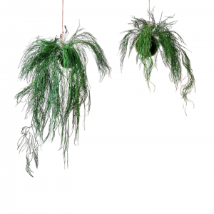 onderhoudsarme hangplanten